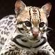 An ocelot, one of the animals that could suffer from border wall construction.